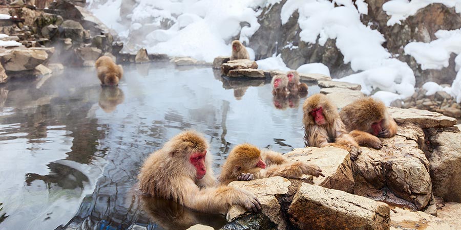 Snow Monkeys