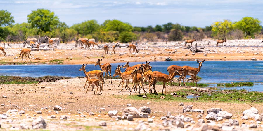 Game Drive in Etosha National Park