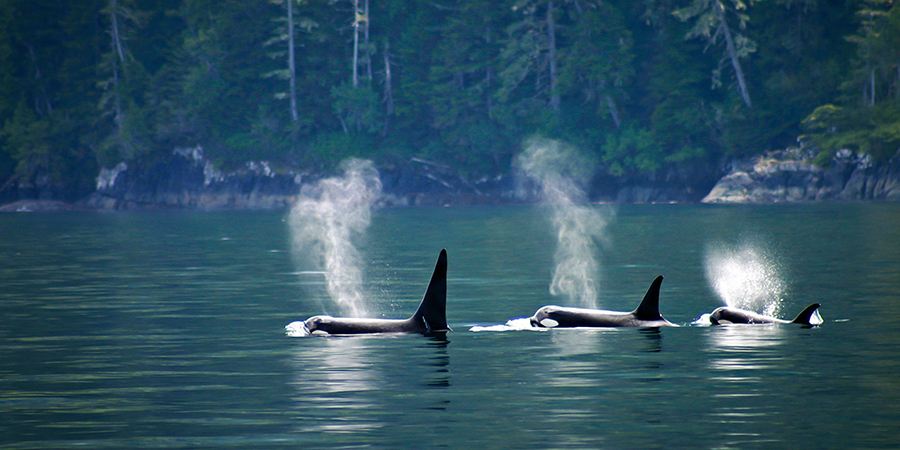 Vancouver Island